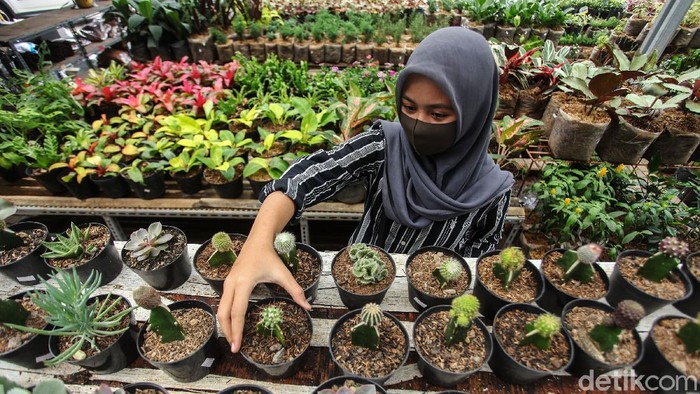 Dear Ibu Ibu Hits Ini 10 Tanaman Hias Terlaris Saat Ini