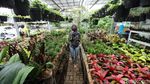 Penjualan Tanaman Hias Laris Manis