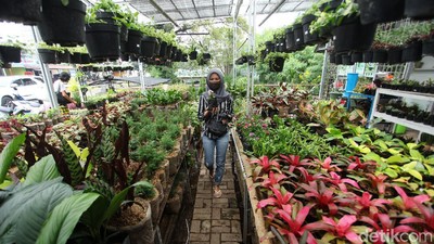 Penjualan Tanaman Hias Laris Manis