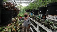 Tanaman hias ini dijual dengan harga puluhan hingga ratusan ribu rupiah.