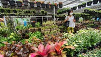 Kebanyakan tanaman hias ini dipasok dari Bogor hingga Bandung.
