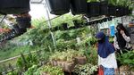 Penjualan Tanaman Hias Laris Manis