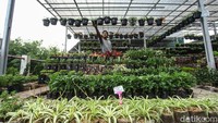 Warga memburu tanaman hias untuk mempercantik rumahnya. Selain itu tanaman hias ini juga akan menambah asri pekarangan rumah.