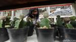 Penjualan Tanaman Hias Laris Manis