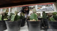 Seorang pengunjung memilih tanaman hias yang akan dibelinya.