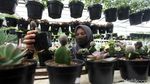 Penjualan Tanaman Hias Laris Manis