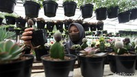 Larisnya tanaman hias karena banyak warga yang ingin mengisi masa pandemi Corona dengan bercocok tanam.