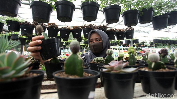 Seorang pengunjung memilih tanaman di kawasan Cipondoh, Tangerang, Rabu (24/6/2020). Pandemi corona membuat warga kini mulai mengisi waktu dengan bercocok tanam.