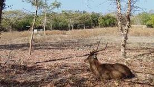 Pulau Menjangan Bali