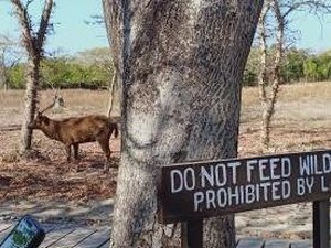 Kawanan Rusa di Taman Nasional Bali Barat Seberangi Lautan gegara Krisis Air