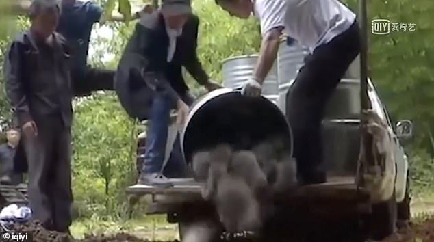 Tikus Bambu Dimusnahkan di China