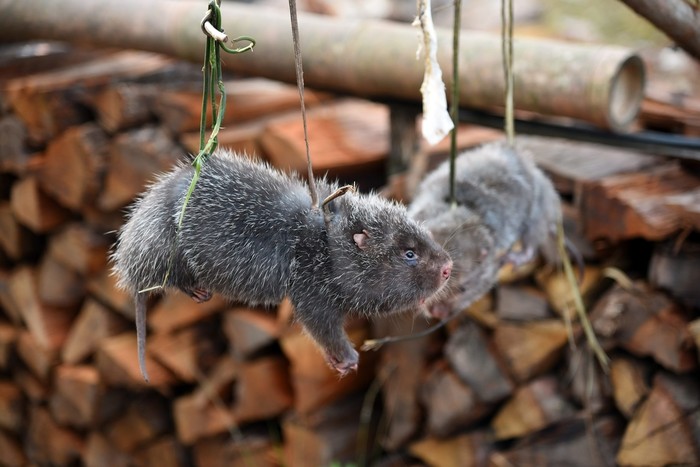 Tikus Bambu Dimusnahkan di China Tikus Bambu Dimusnahkan di China