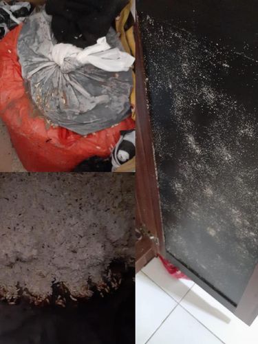 twitter rayap twitter rayap