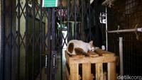 Petugas juga membongkar lapak PKL yang ada di kawasan pasar agar tidak berjualan.