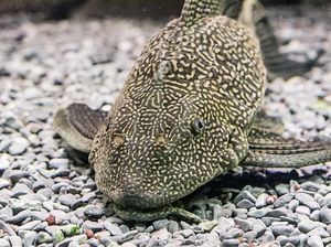 Mengapa Ikan Sapu-sapu Merusak Ekosistem? Ini Penjelasannya