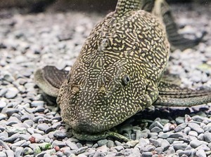 Mengapa Ikan Sapu-sapu Merusak Ekosistem? Ini Penjelasannya