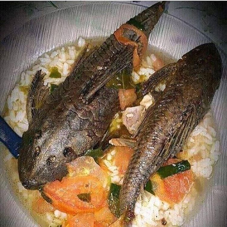 Apa makan ikan sapu-sapu aman dikonsumsi?