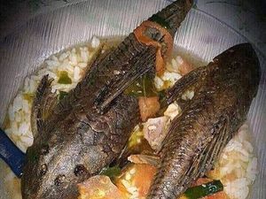 Netizen Pamer Makan Ikan Sapu-sapu, Apa Aman Dikonsumsi?