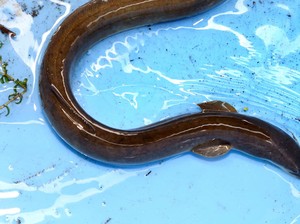 Belut Itu Ular atau Ikan? Ini Penjelasan Klasifikasinya