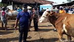 Bermasker, Begini Kesibukan Pedagang Pasar Hewan di Boyolali