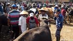 Bermasker, Begini Kesibukan Pedagang Pasar Hewan di Boyolali