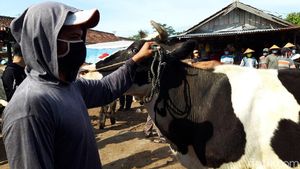 Bermasker, Begini Kesibukan Pedagang Pasar Hewan di Boyolali