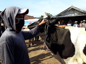 Bermasker, Begini Kesibukan Pedagang Pasar Hewan di Boyolali