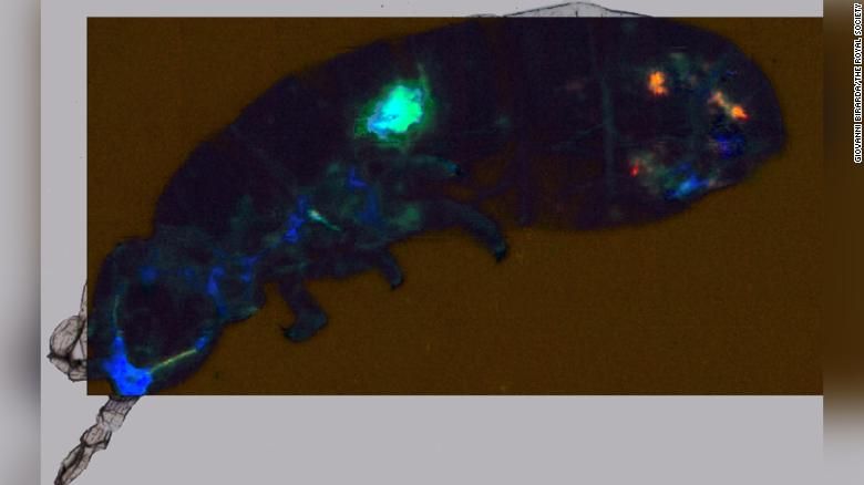 cryptopygus antarcticus Antartika