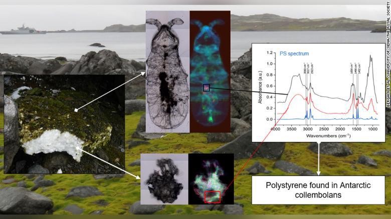 cryptopygus antarcticus Antartika cryptopygus antarcticus Antartika