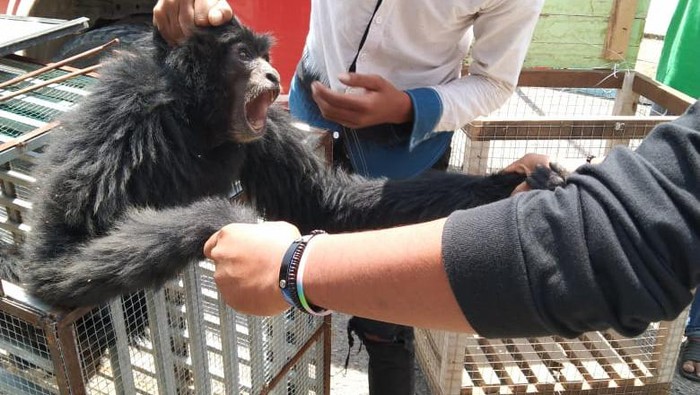 Diduga jual siamang hitam, 4 remaja di Aceh ditangkap polisi (dok. Istimewa)
