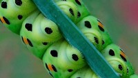 Bagaimana menurutmu? (Bored Panda)