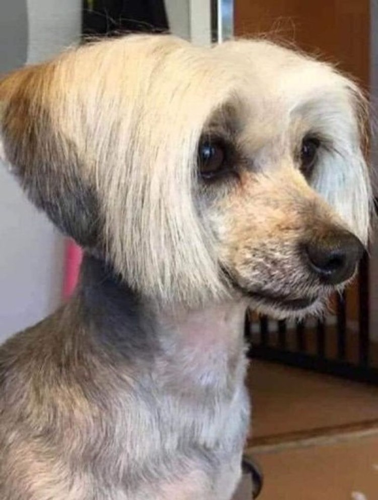 gemasnya rambut anjing