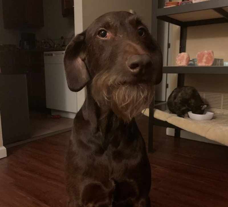 gemasnya rambut anjing