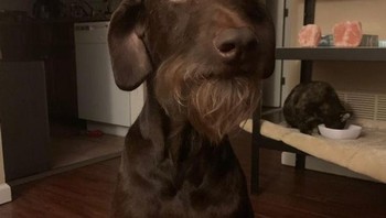 Begini penampakannya kalo anjing punya janggut. (Foto: Brightside)