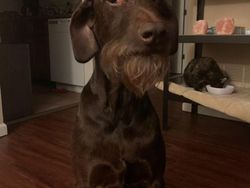 Gemesin! Potongan Rambut Anjing Mirip Manusia