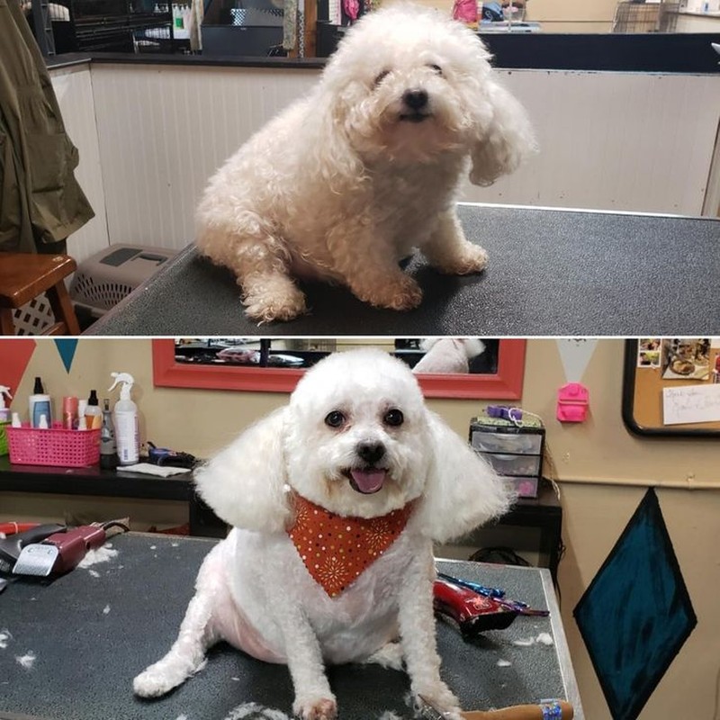 gemasnya rambut anjing