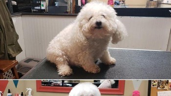 Dari anjing fluffy menjadi anjing modis. (Foto: Brightside)