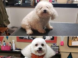 Gemesin! Potongan Rambut Anjing Mirip Manusia