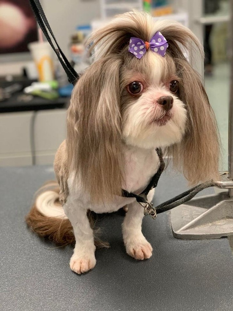 gemasnya rambut anjing