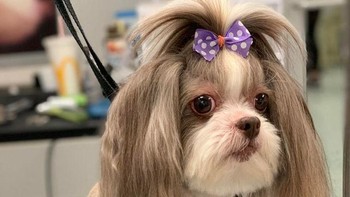 Kitzy terlihat seperti tokoh dari dongeng! ” (Foto: Brightside)