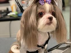 Gemesin! Potongan Rambut Anjing Mirip Manusia