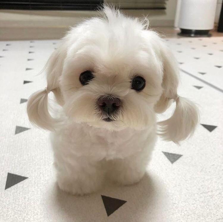 gemasnya rambut anjing