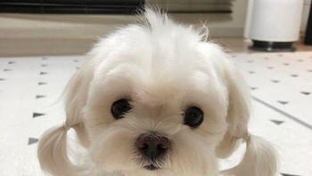 Aaa, imut sekali. (Foto: Brightside)