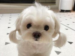 Gemesin! Potongan Rambut Anjing Mirip Manusia