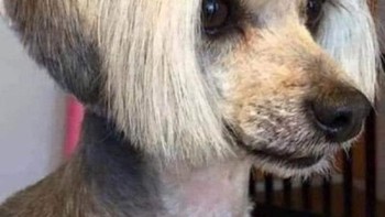 Seperti potongan rambut wanita berkelas. (Foto: Brightside)