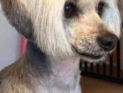 Gemesin! Potongan Rambut Anjing Mirip Manusia