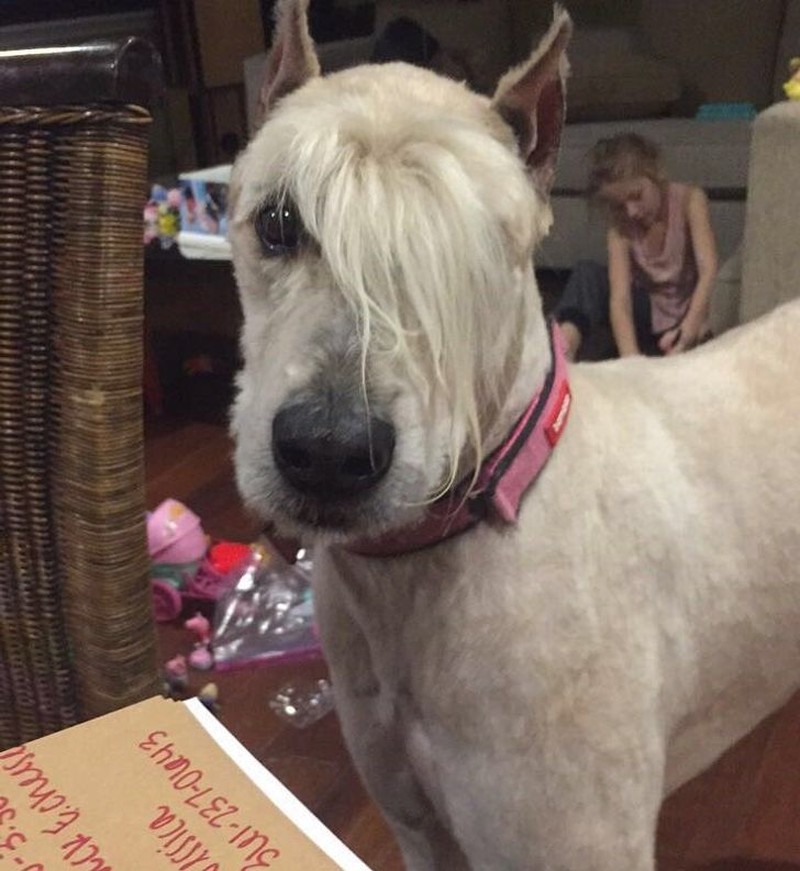 gemasnya rambut anjing