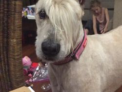 Gemesin! Potongan Rambut Anjing Mirip Manusia