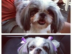 Gemesin! Potongan Rambut Anjing Mirip Manusia