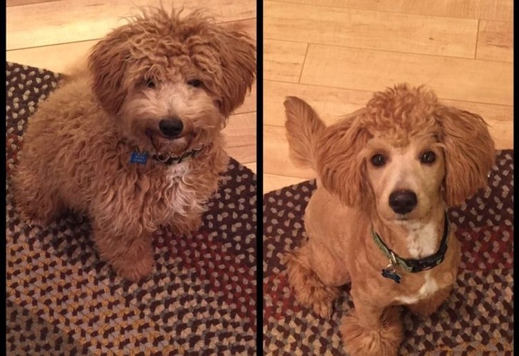 Gemesin Potongan Rambut  Anjing  Mirip Manusia